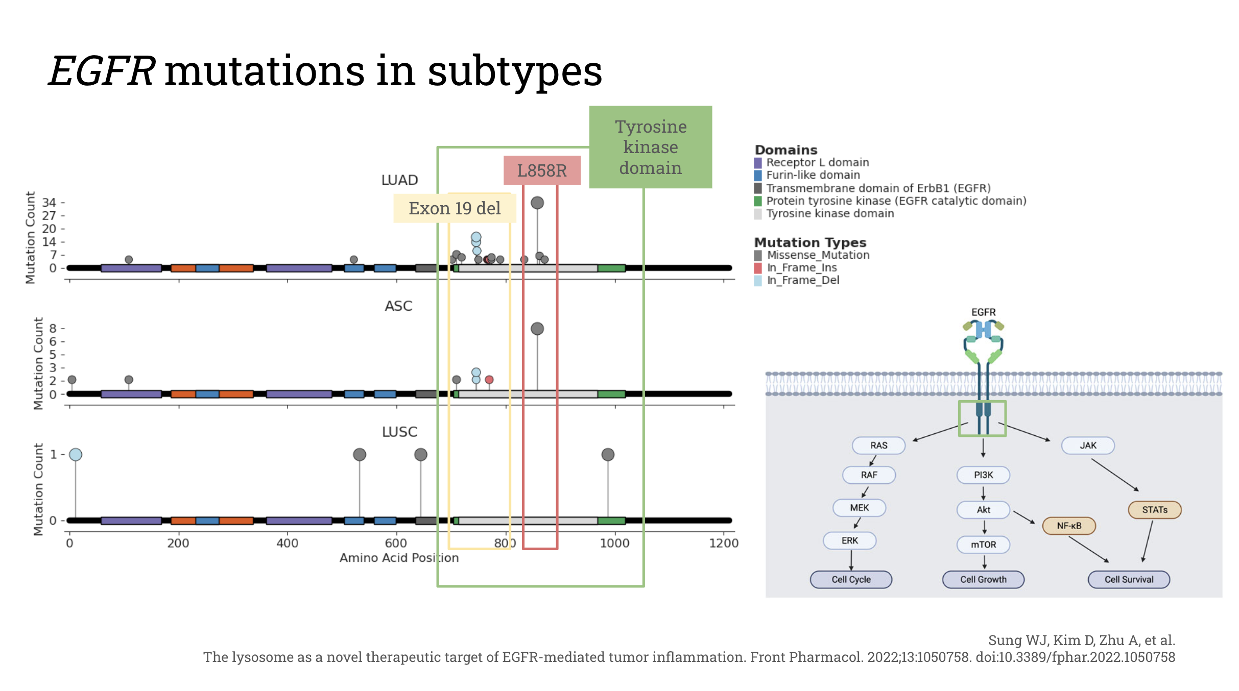 Genomic Landscape of Lung Adenosquamous Carcinoma preview